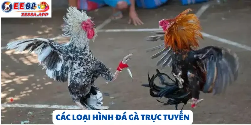 Các loại hình đá gà Campuchia phổ biến – Cựa dao, cựa sắt và đá đòn đầy kịch tính