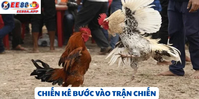 Chiến kê đá gà cựa dao chuẩn bị vào trận