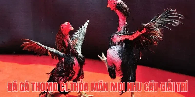 Trận đá gà C1 thoả mãn mọi nhu cầu giải trí