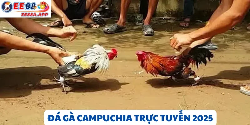 Đá Gà Campuchia trực tuyến 2025 – Trải nghiệm đấu trường Thomo đỉnh cao