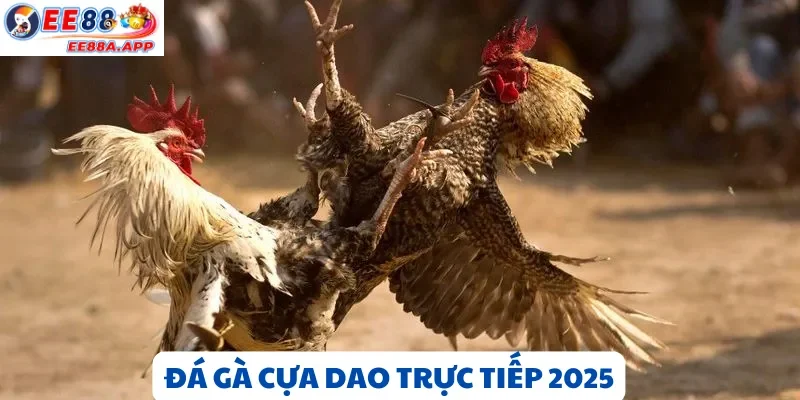 Đá Gà Cựa Dao trực tiếp – Trận đấu đỉnh cao, hình ảnh sắc nét