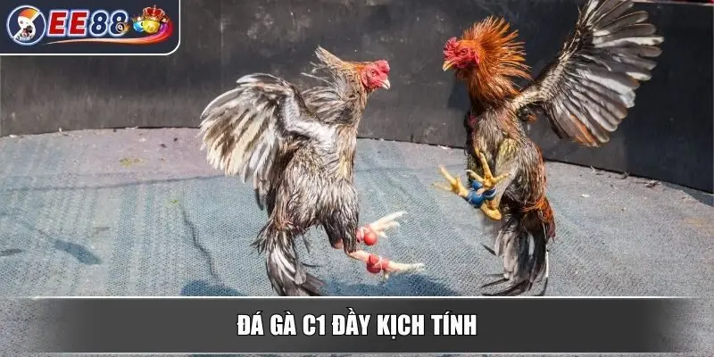 Giới thiệu danh mục đá gà ee88 hợp tác với các sảnh uy tín