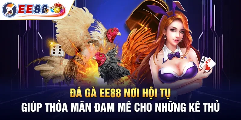 Các kinh nghiệm được chia sẻ khi tham gia đá gà ee88