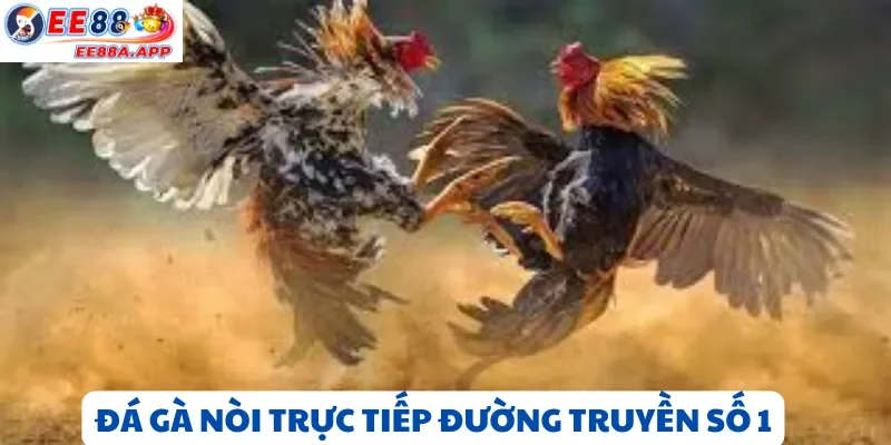 Đá gà nòi, đá gà Thomo trực tiếp đường truyền số 1