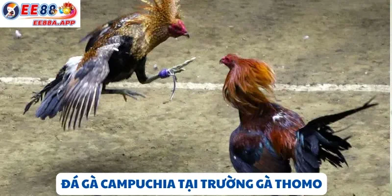 Trận đá gà Campuchia tại Thomo – Chiến kê đối đầu kịch tính, trọng tài giám sát trực tiếp