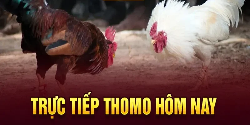 Xem đá gà cựa dao trực tuyến Thomo hôm nay