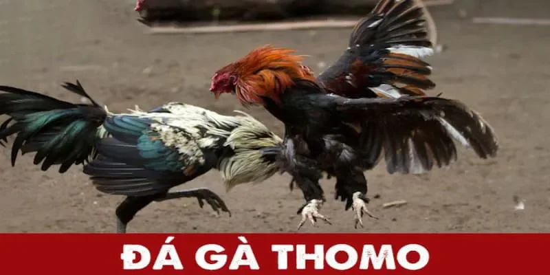 Xem đá gà Thomo trực tuyến mọi lúc – Hỗ trợ điện thoại, máy tính bảng…