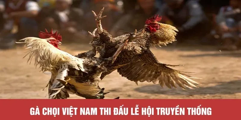 Gà nòi Việt Nam săn chắc, thi đấu bền bỉ – đậm chất truyền thống và kỹ thuật cao