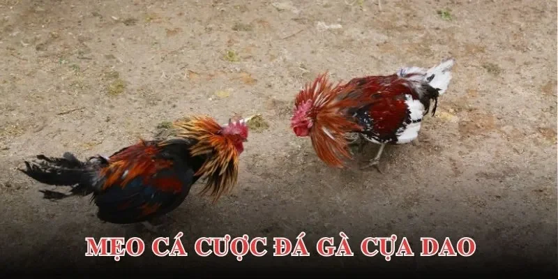 Kinh nghiệm chọn gà cựa dao đỉnh cao – Vảy đều, cổ dài, phản xạ nhanh