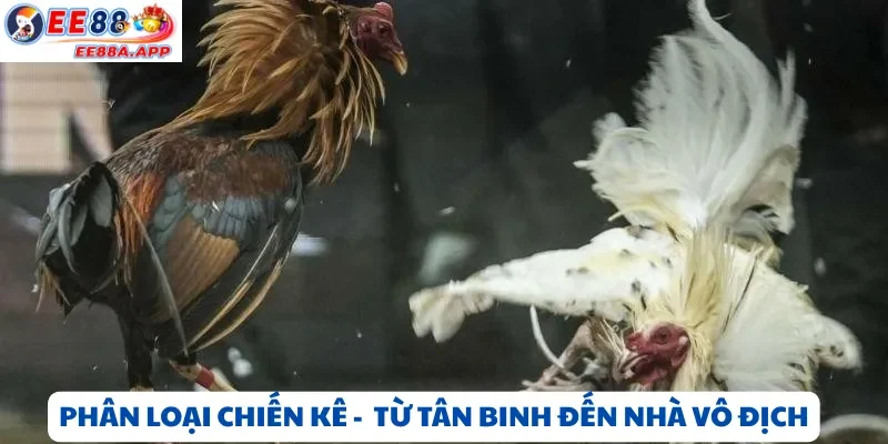 Phân loại đá gà C1 C2 C3 – Từ chiến kê tân binh đến đẳng cấp vô địch