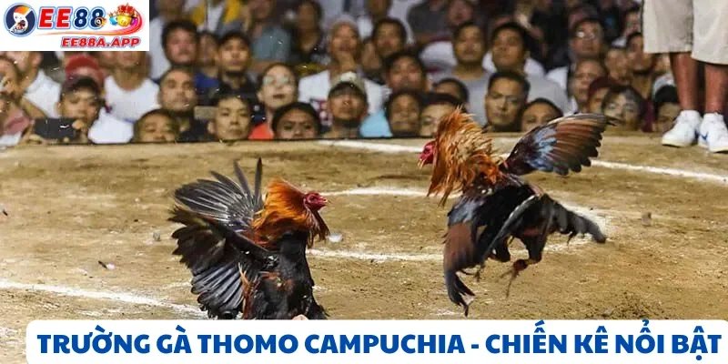 Trường gà Thomo Campuchia – Trận đấu đá gà trực tiếp với chiến kê nổi bật
