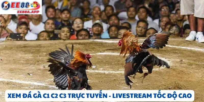 Xem đá gà C1 C2 C3 trực tuyến – Bình luận tiếng Việt, livestream tốc độ cao
