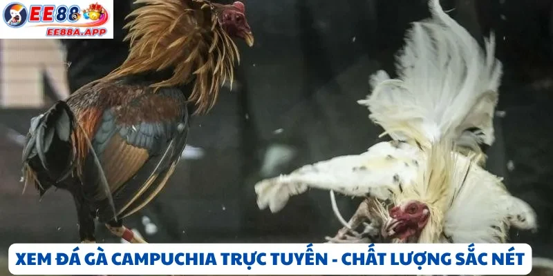Xem đá gà Campuchia trực tiếp – Chất lượng sắc nét, bình luận tiếng Việt